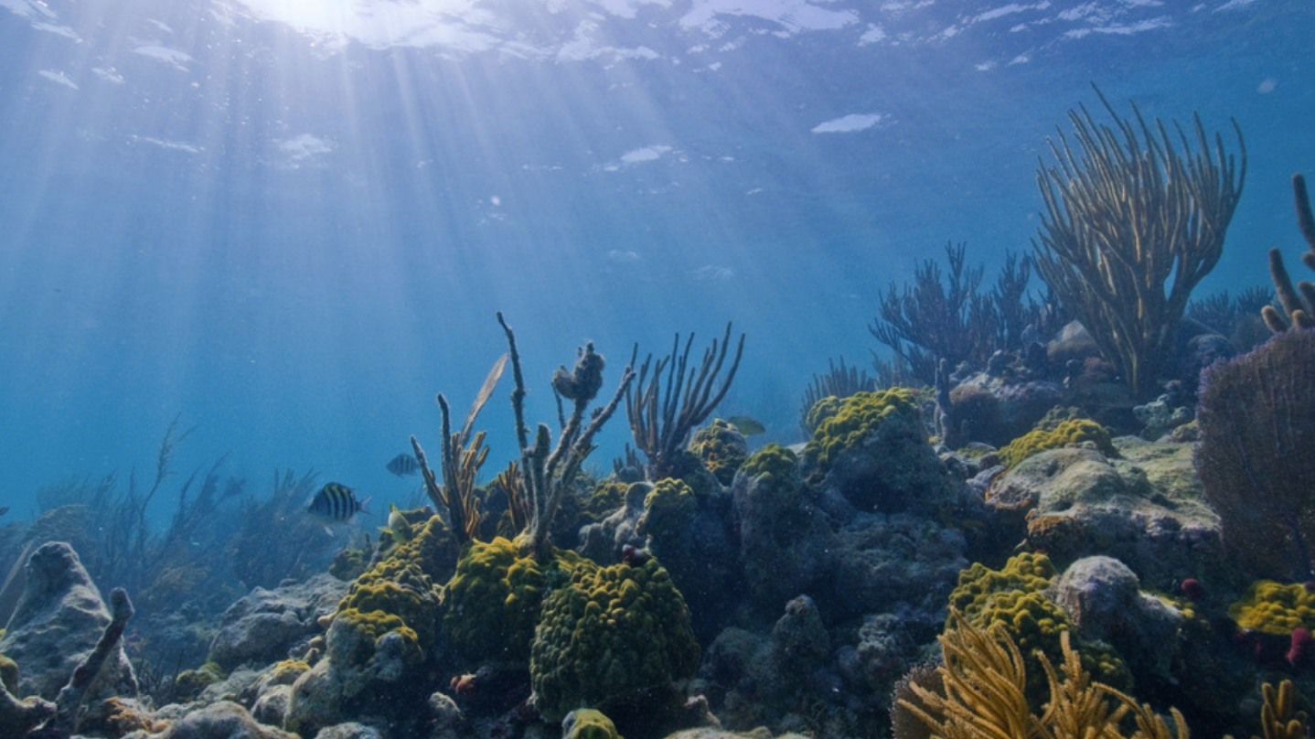 An underwater view of the ocean showing plants, rocks, and sea life.